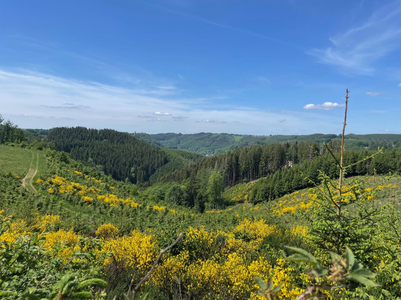 Paysages de Malmedy & genĂȘts en fleurs