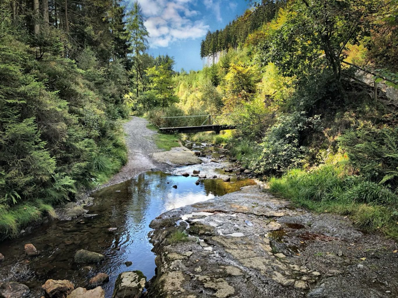 Forêt de Waimes
