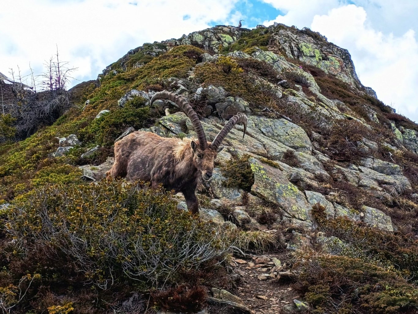 Les Aravis et sa faune